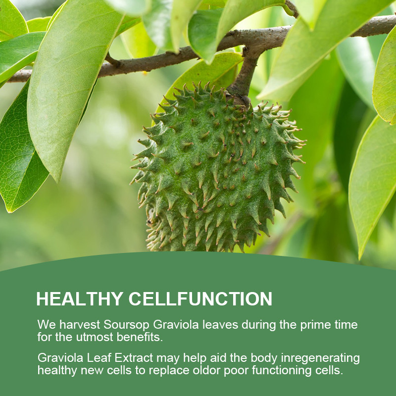 120 Capsules GRAVIOLA SOURSOPLeaf Extract Annona Muricata Antioxidant Health