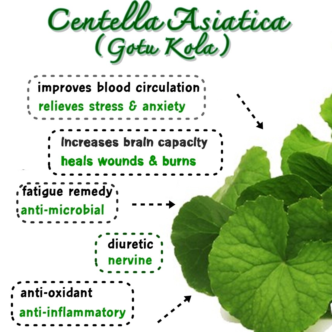 GOTULA CE_Cognitive Function_Varicose Veins_Ulcer_Hemorrhoids GIFFARINE 60Caps