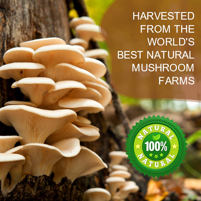 Organic RYZE Mushroom Coffee [ Free shipping ]