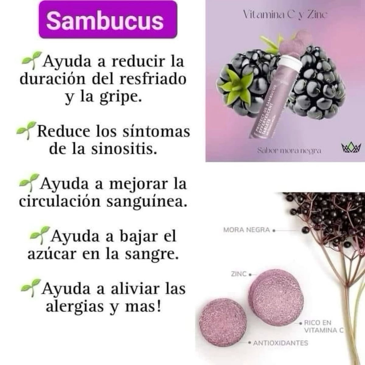 Nutriplus Sambucus: Fortalece tu sistema inmunológico naturalmente.