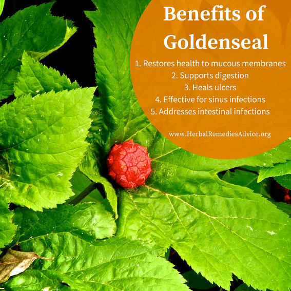 immune system booster – Goldenseal Root Extract 520mg – immune-boosting 3B