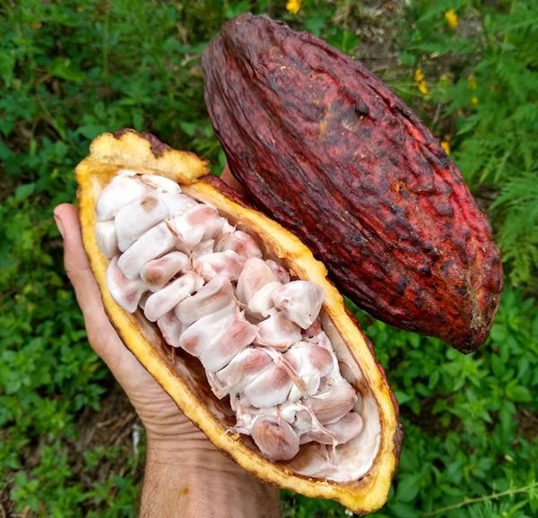 Cocoa Butter Unrefined NonDeodorized | 4oz to 5lb | 100% Pure Natural Hand Craft