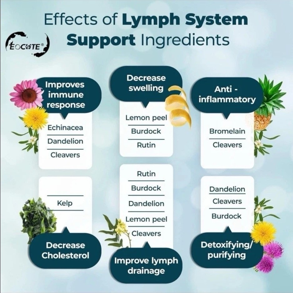 Lymph System Support Supplement- Extract Echinacea Purpurea Dandelion EXP 1/27