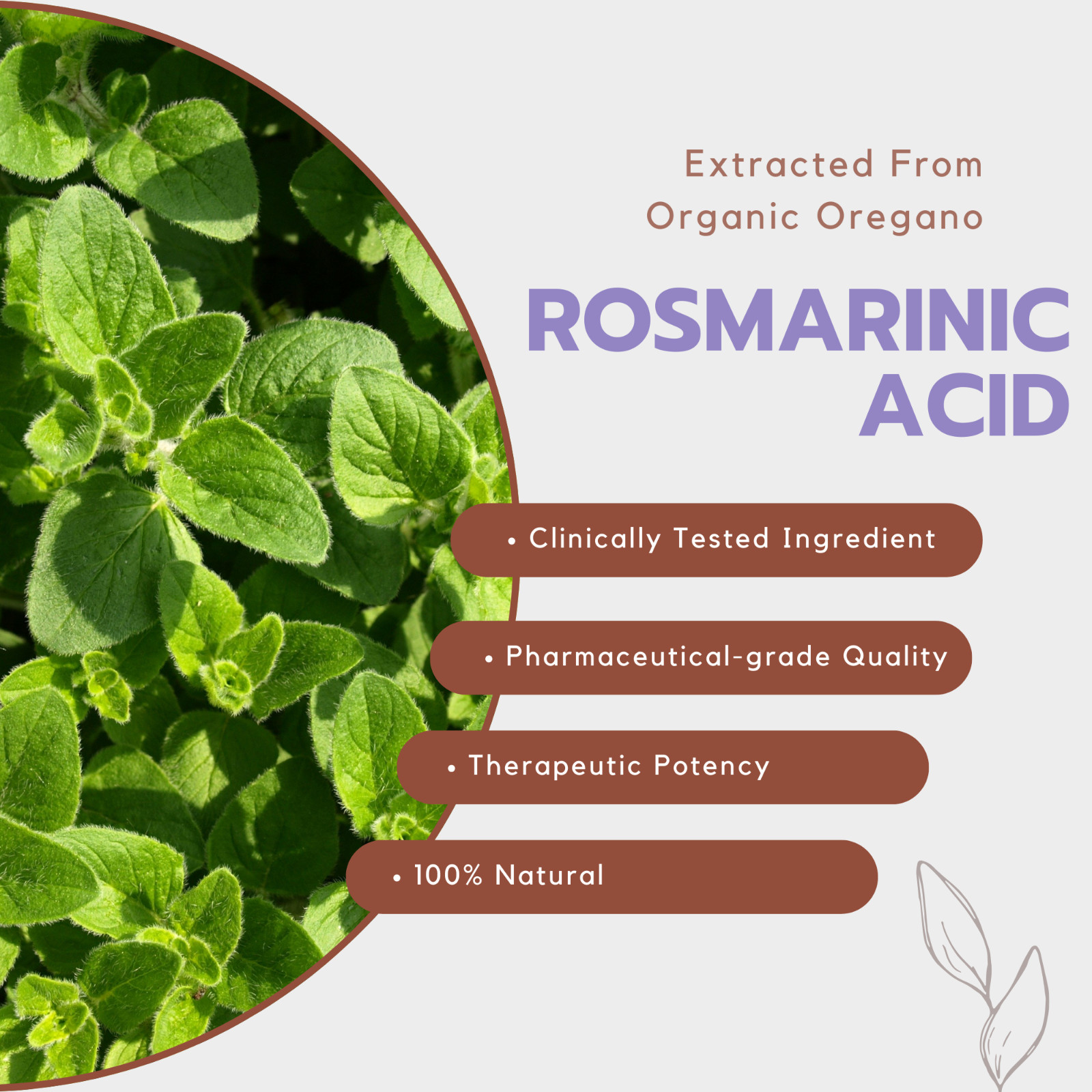 LifeLink Rosmarinic Acid Complex | 120 capsules | Vegan, Non-GMO, Gluten Free