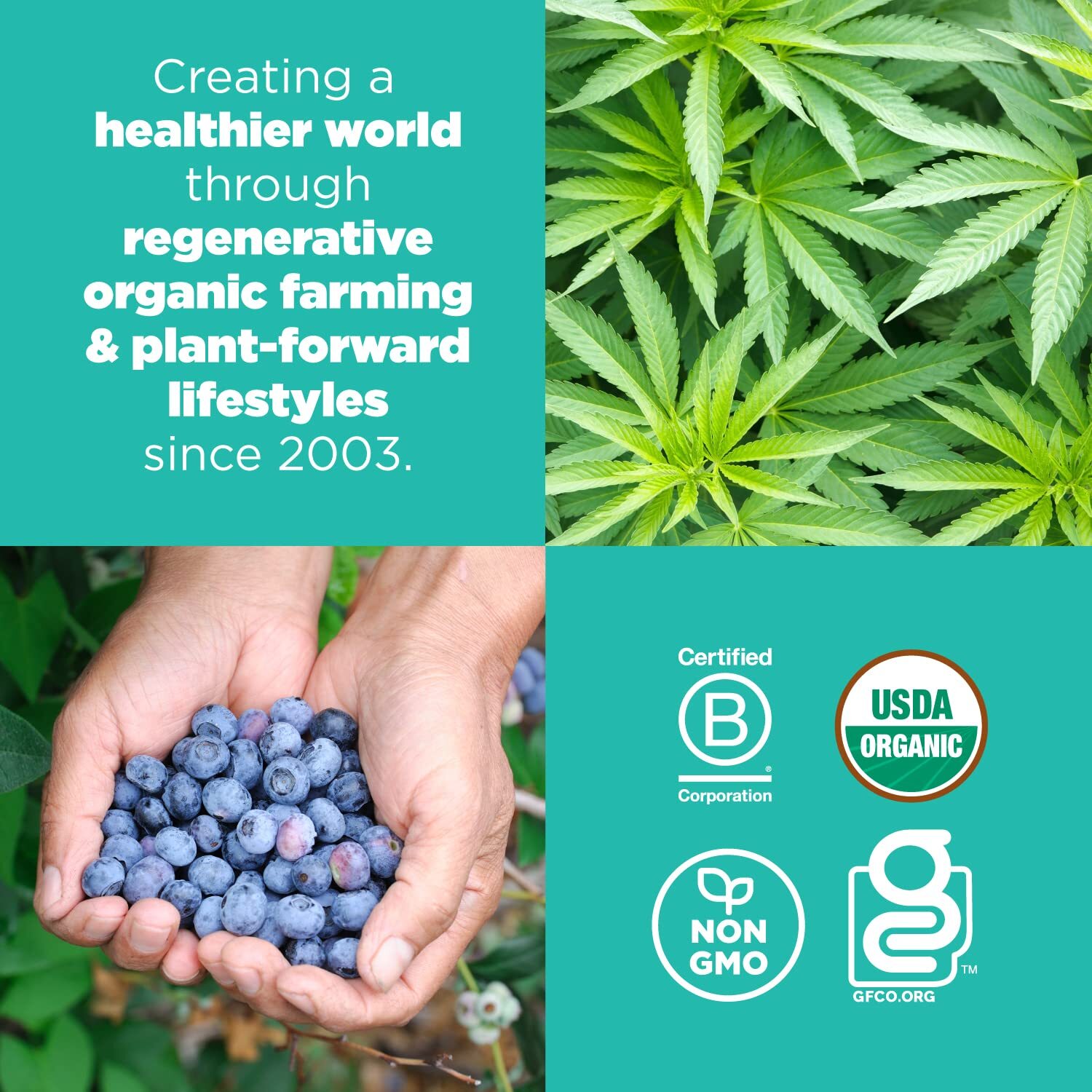 Navitas Organics Blueberry Hemp Power Snacks Organic Superfood 8 Ounce Pack