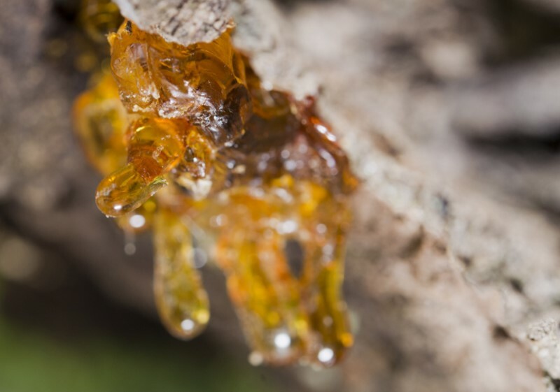 Frankincense Tear | 4oz to 1lb | 100% Pure Natural Hand Crafted