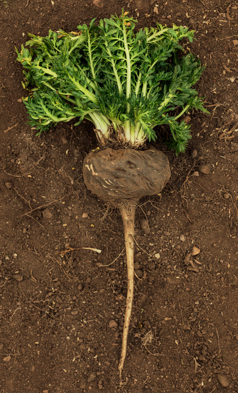 Certified Organic Black Maca Root Powder from Peru – 1 kg 111 servings