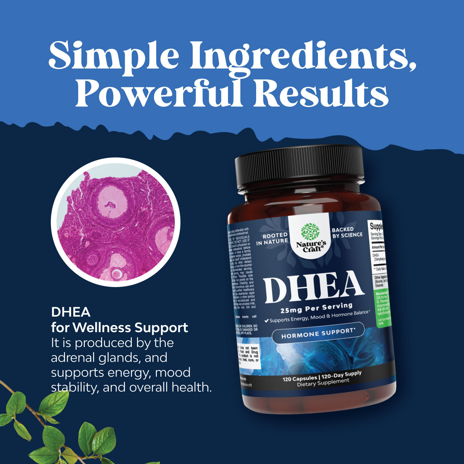 Pure DHEA 25mg per serving for Women and Men Extra Small Capsule High Absorption