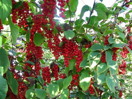 anti inflammatory eating – ASHWAGANDHA COMPLEX – astragalus blend 2BOTTLE
