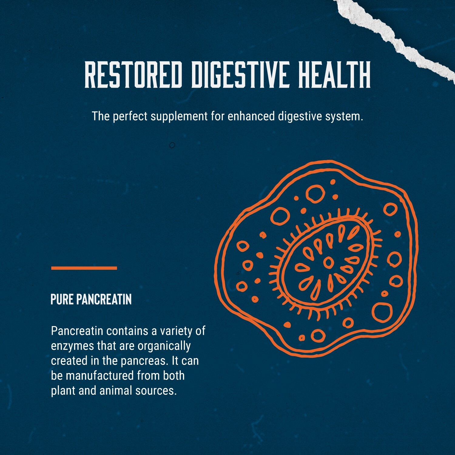 Pure Digestive Enzyme Capsules with Lipase Amylase Protease – Aids Digestion