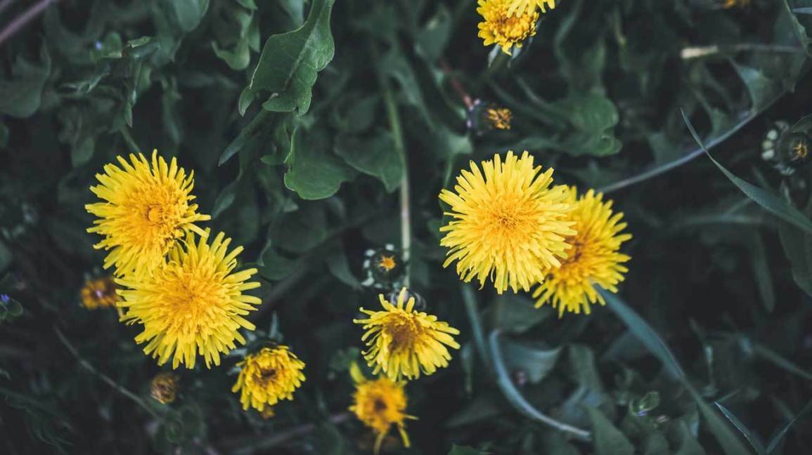 digestion detox – DANDELION ROOT – antioxidant health 2BOTTLE