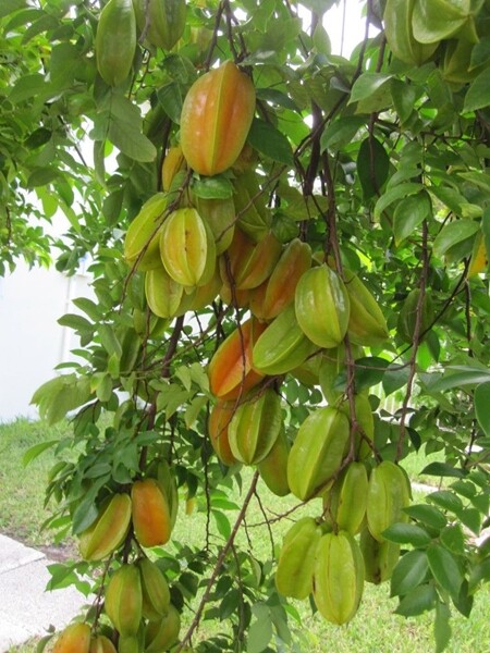 Star Fruit Slices Dried | 4oz to 5lb | 100% Pure Natural Hand Crafted