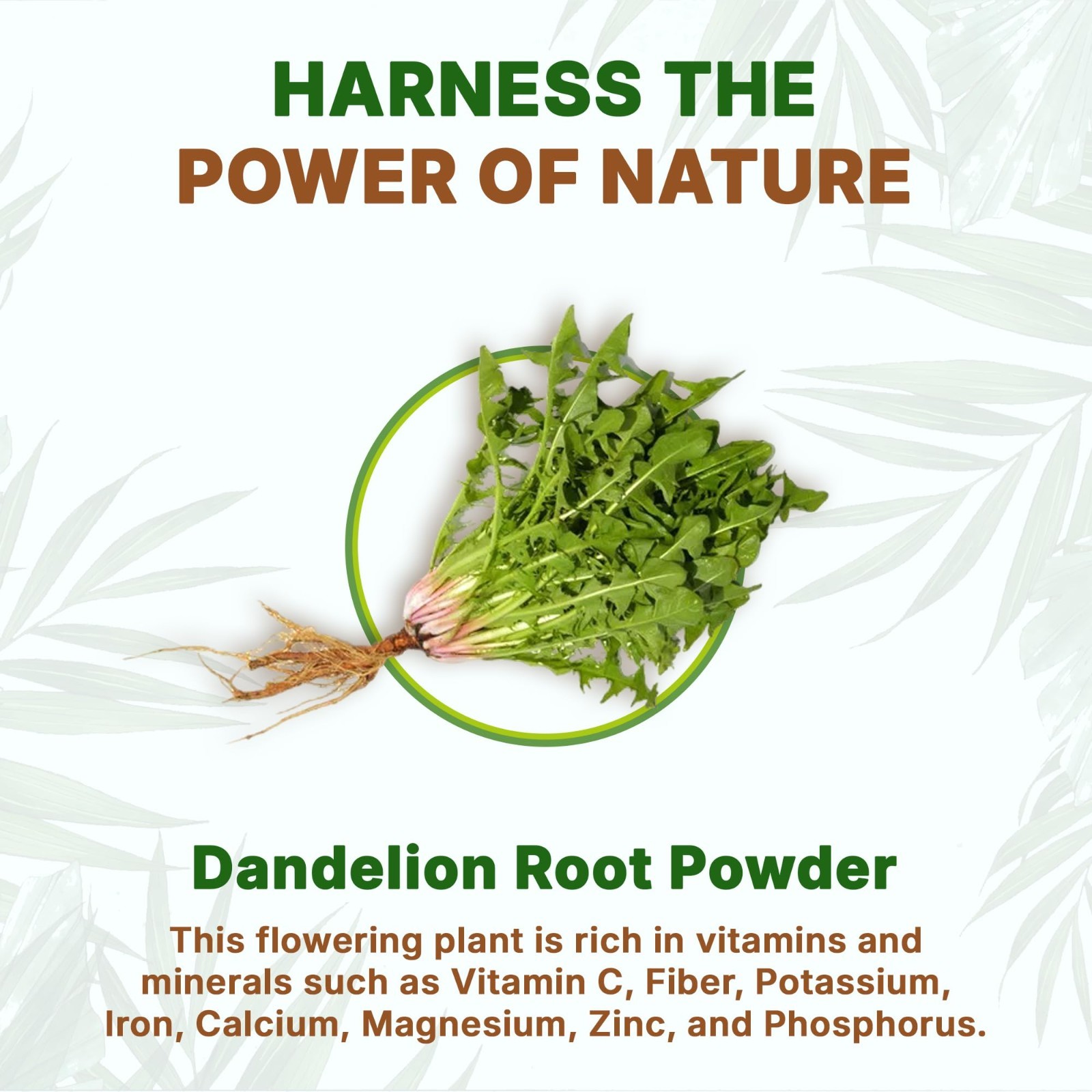 Dandelion Root Powder 10:1 Extract 10x times Stronger Non-Gmo 1 lb