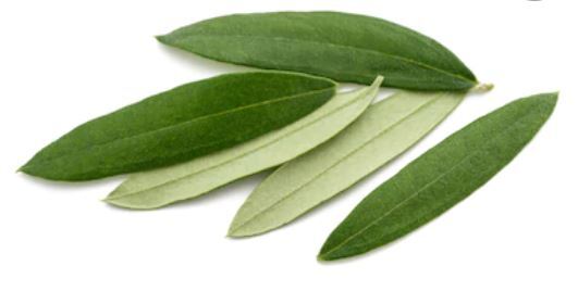 Olive Leaf Capsules – Highest Oleuropein – Organic – California Farm Grown