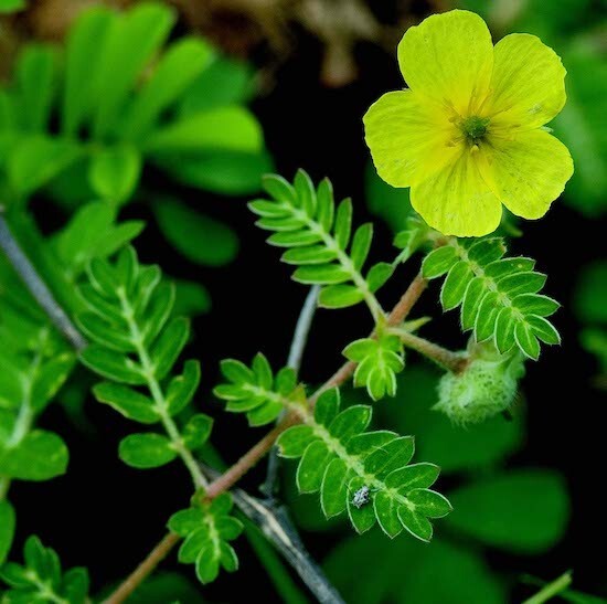 Tribulus Terrestris for Men – Ultra Fine Concentrated Powder – Herbalist Quality