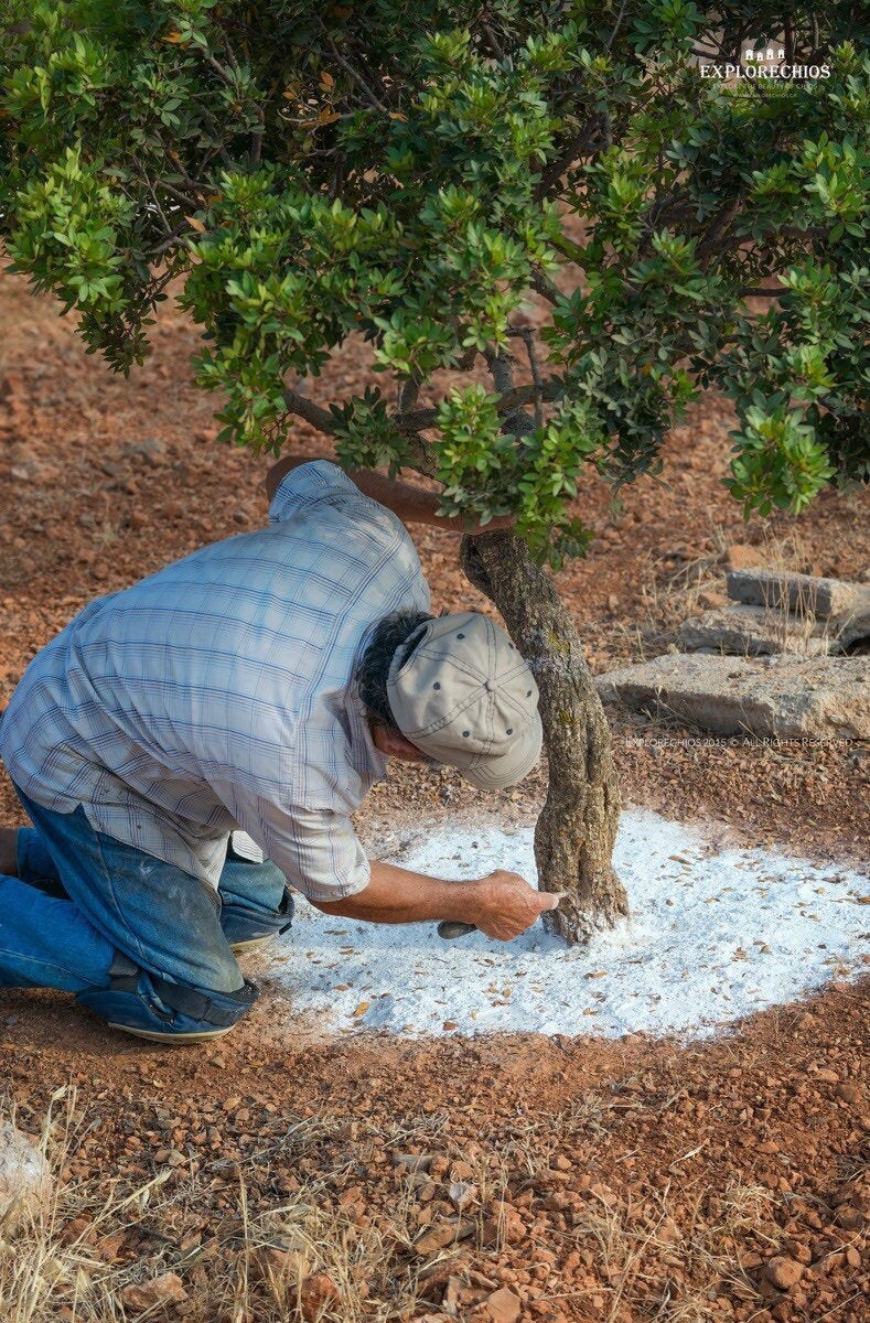Greek Natural Mastic Gum Greek Mastixa Superior Quality! Fast Free Ship 100grams