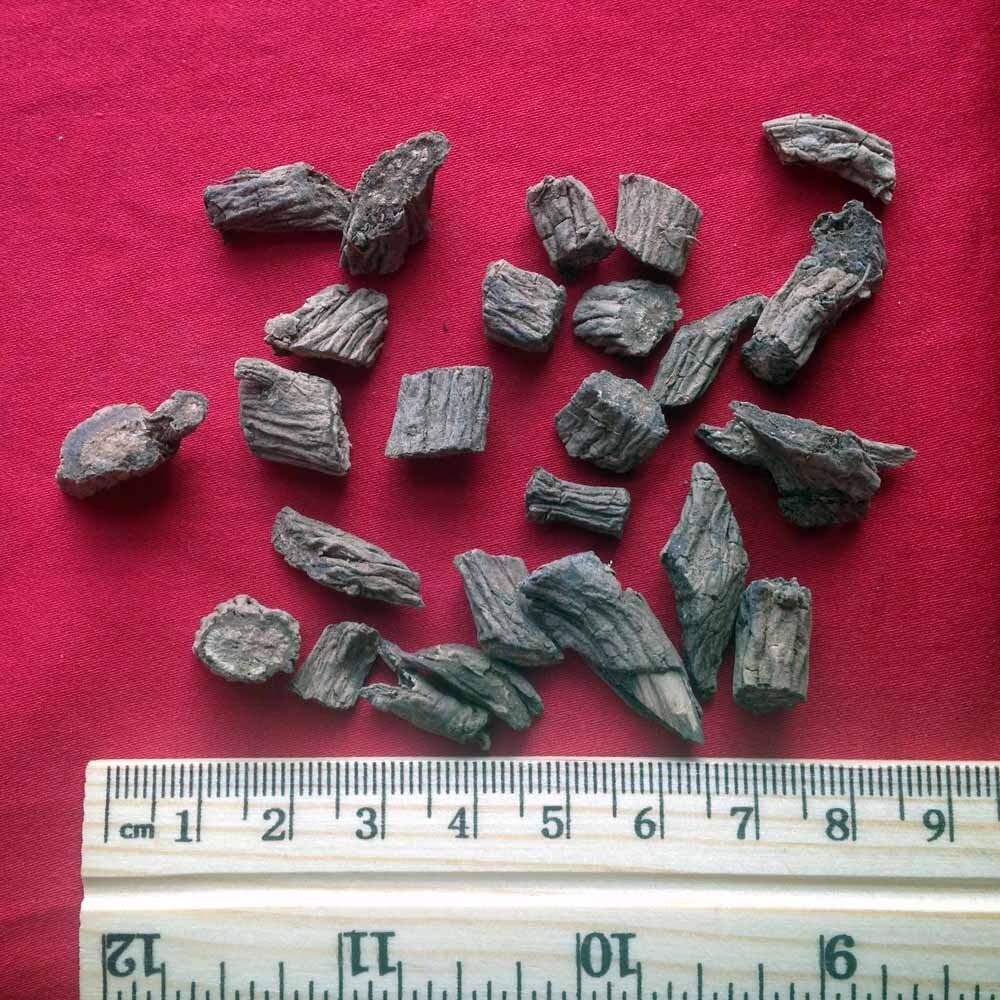 XYP Xuduan Xu Duan 续断 100Gram