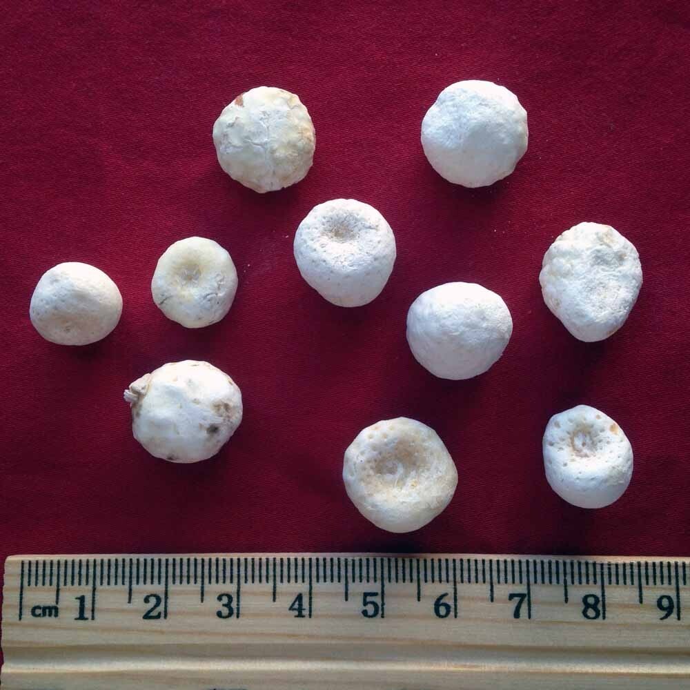 XYP Banxia Ban Xia 半夏 100Gram