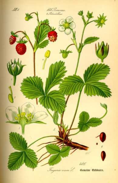 Strawberry Powder | 4oz to 5lb | 100% Pure Natural Hand Crafted