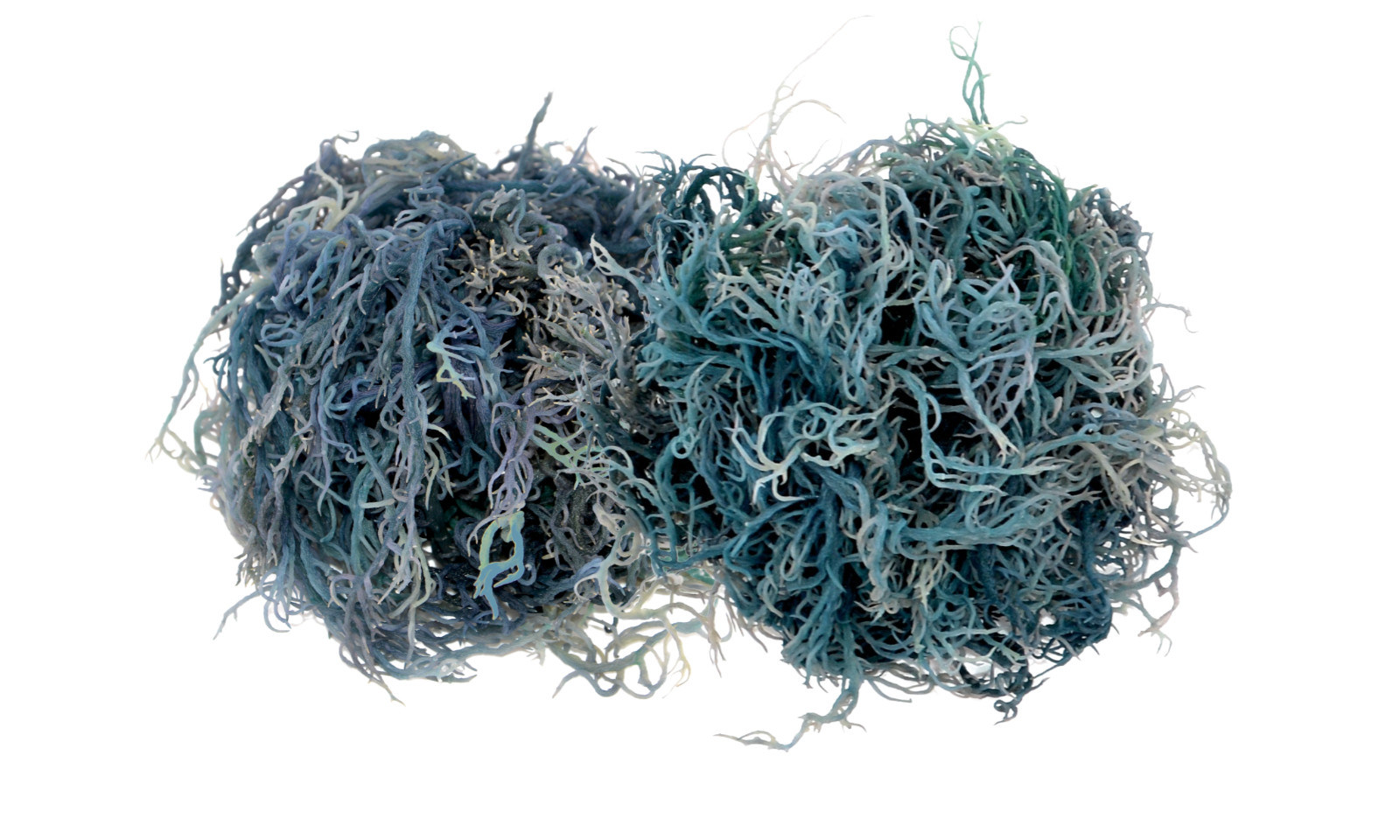 Green Sea Moss St Lucia / Dr Sebi Irish Moss Wildcrafted 100% Pure Raw