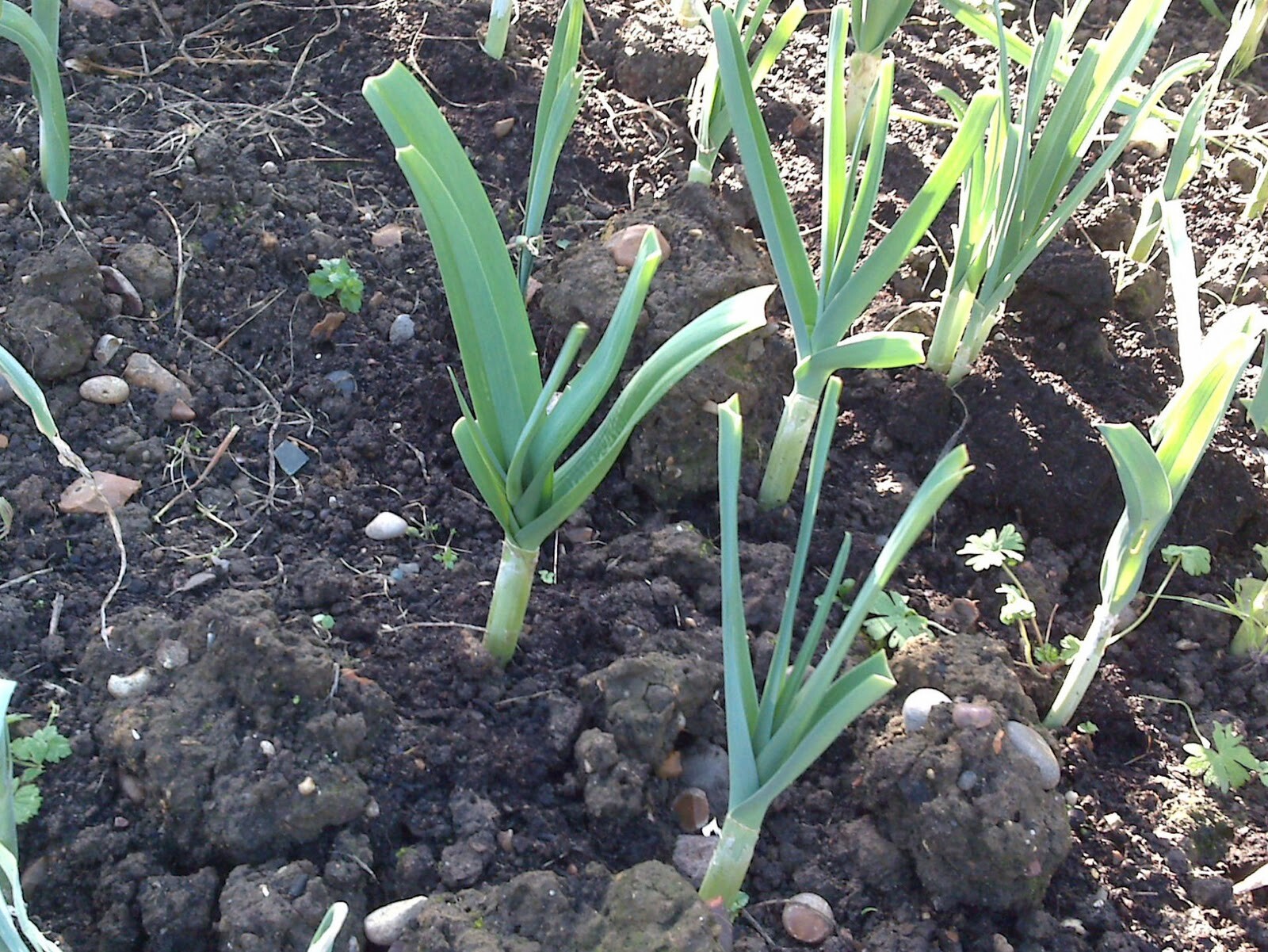 Japanese Garlic (Ajo Japones) Count per bag= 30-60-130 //100% Natural!//