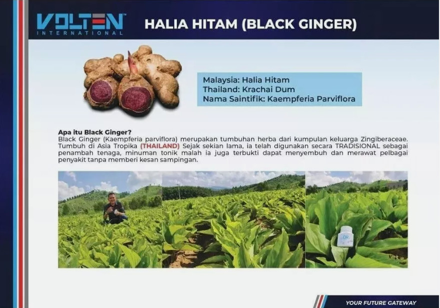 4 X Volten VR4 Capsule Black Ginger Extract Plant Based General Health
