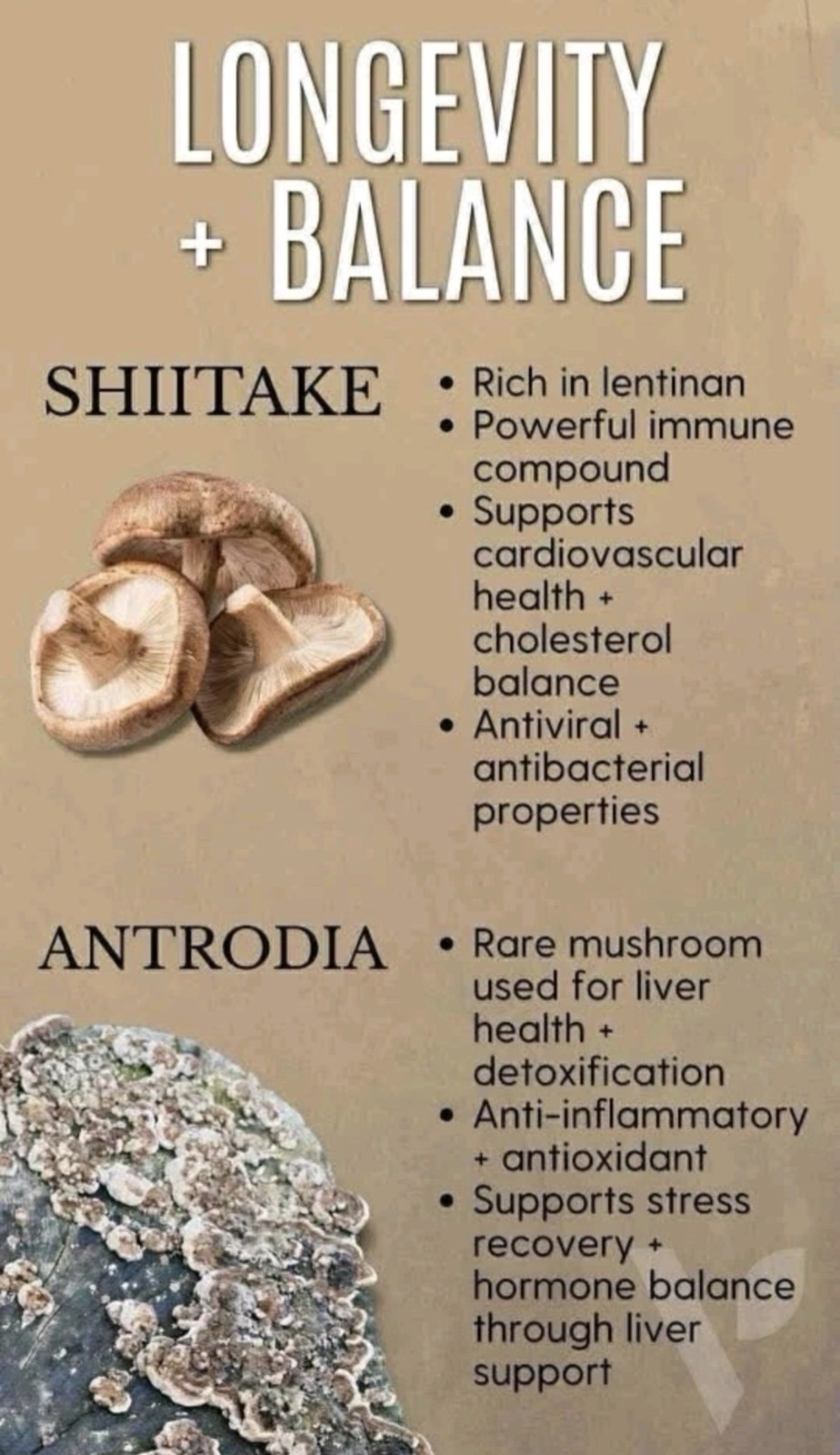 Vital health LATTEKAFFE Premium Arabica Coffee Combines Functional Mushrooms
