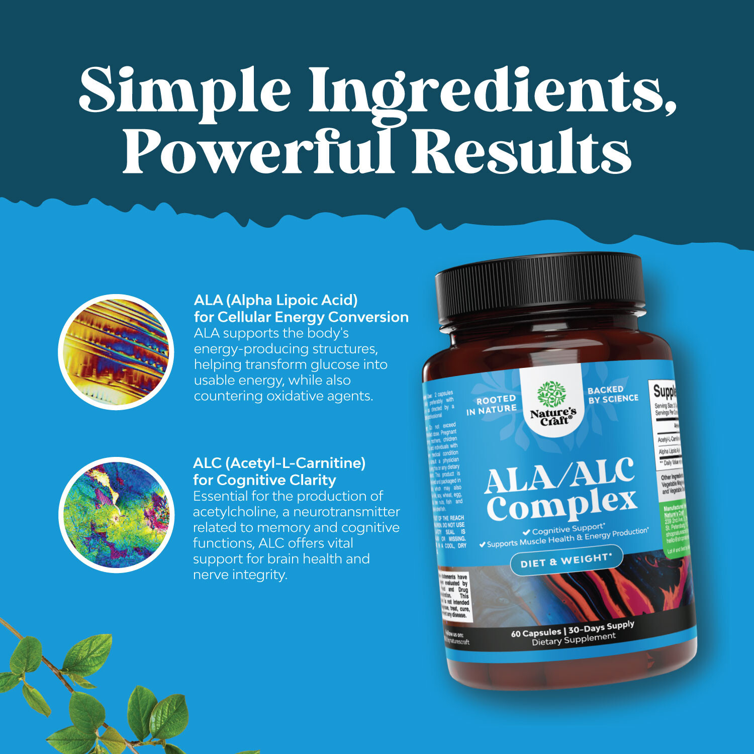 ALC and Alpha Lipoic Acid Supplements – Acetyl l-carnitine Alpha Lipoic Acid