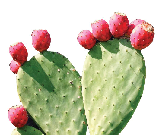 Maxx Herb Red Nopal Cactus Prickly Pear Juice for Joint Support – Organic, 32oz