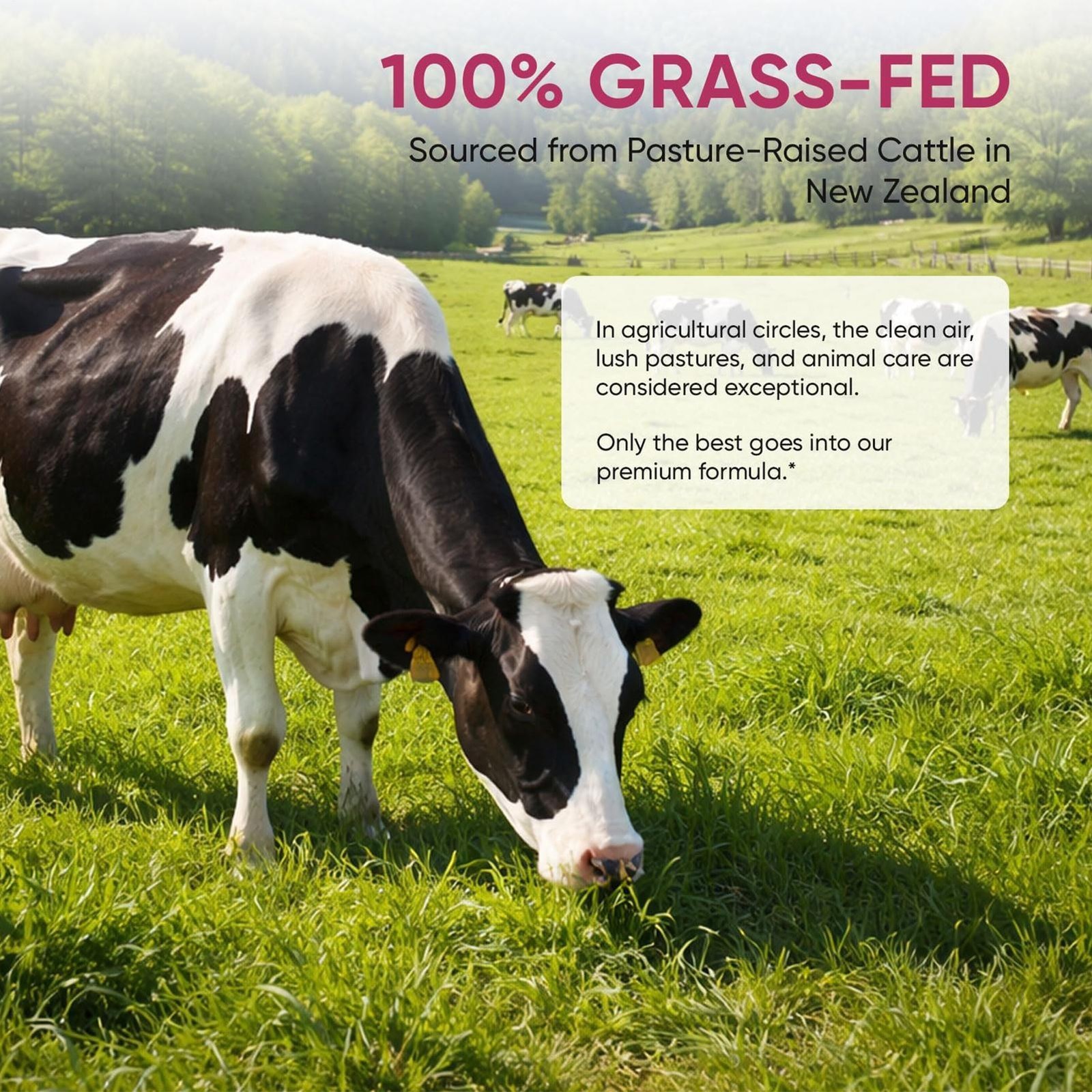 MORNING RISE Regeneratively Raised Beef Organs Capsules, Grass Fed & Pasture Rai