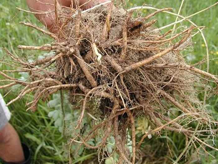 Rhodiola Root Powder | 4oz to 5lb | 100% Pure Natural Hand Crafted