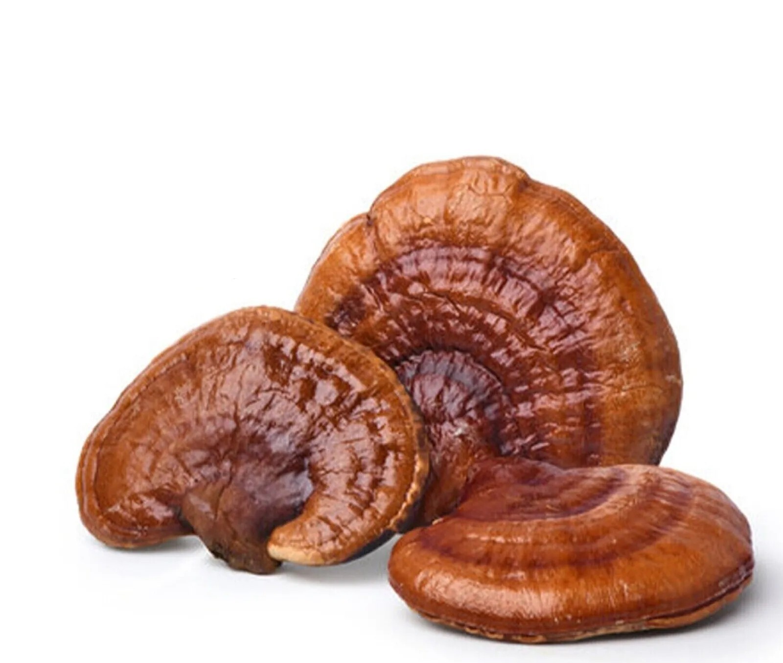 Golden Flower RED REISHI MUSHROOM | Whole | Ganoderma lucidum 4oz