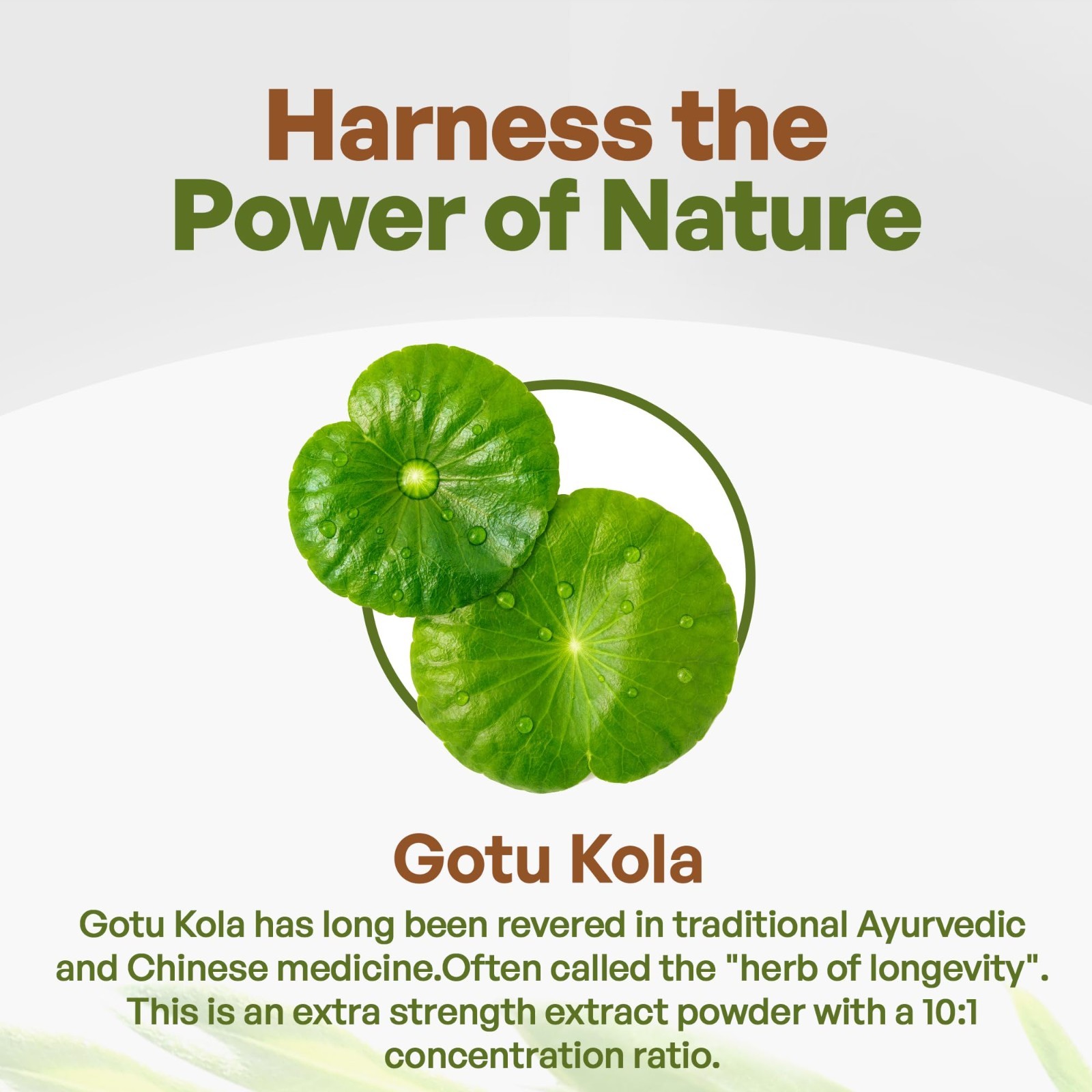 Gotu Kola Extract 10:1 Powder – 8 oz Centella Asiatica | Gotu Kola Powder NonGmo