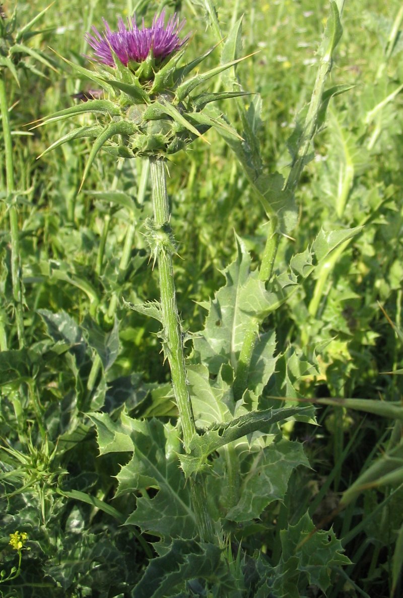 Milk Thistle Cut Dried – 100% Pure Natural Chemical Free (6.0 oz.) Organic