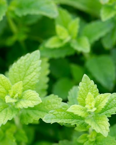 Herb Pharm, Lemon Balm Alcohol Free, 1 Fl Oz 1 (Pack of 1), No Color