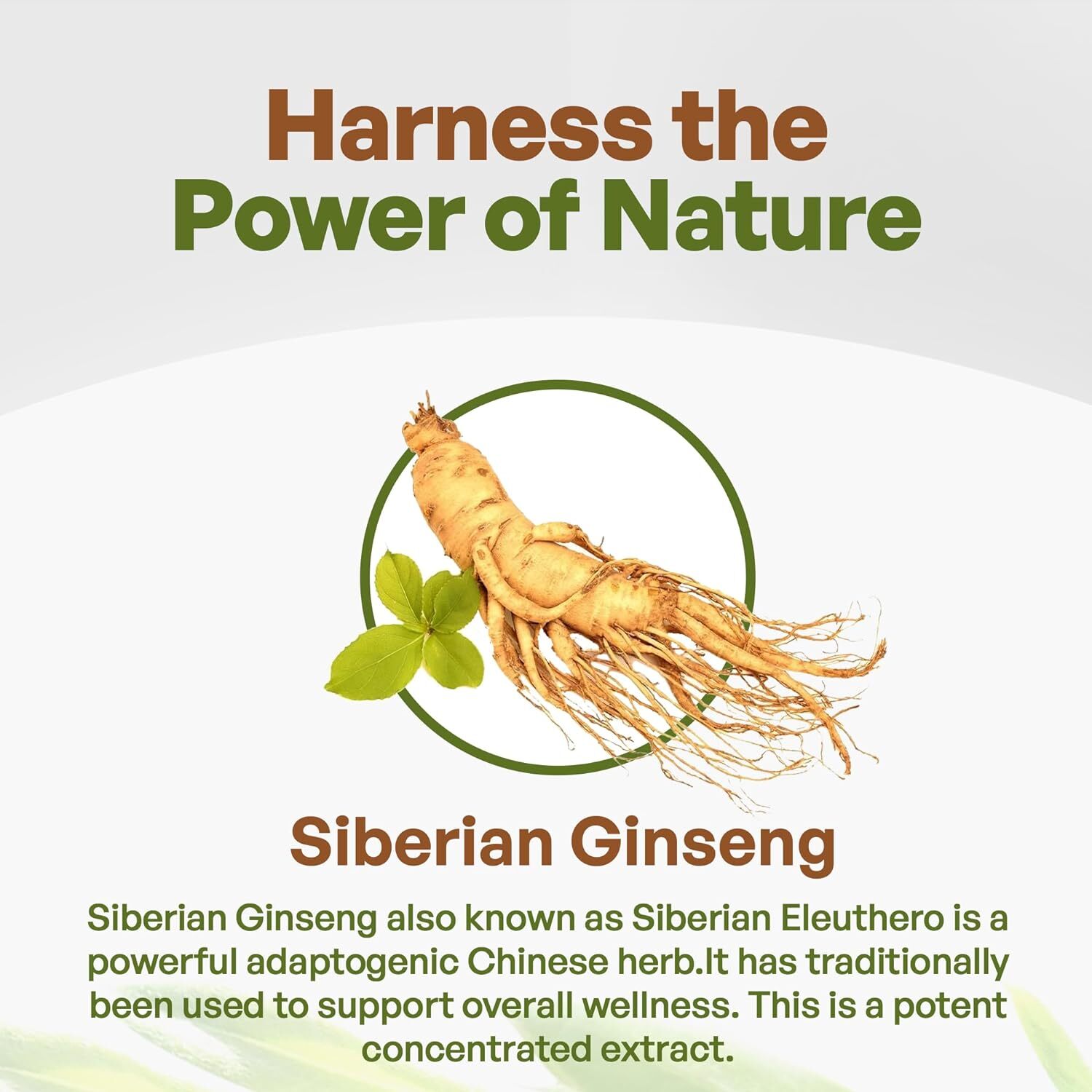 Siberian Ginseng Powder 4:1 Extract 4x times Stronger Non-Gmo 4oz | 1lb