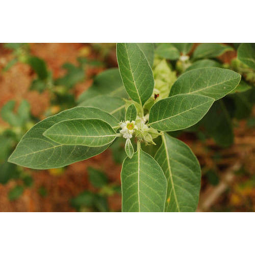 anti inflammatory eating – ASHWAGANDHA COMPLEX – astragalus blend 2BOTTLE