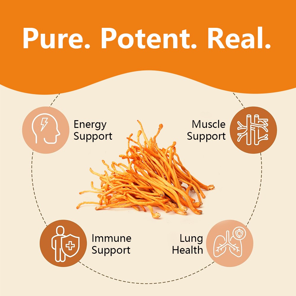 Contains Cordyceps 30/60/120 capsules – supports lung and muscle health