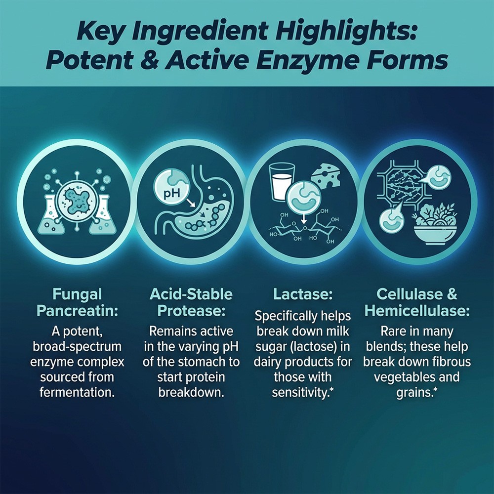 Daily Digestive Enzymes 500mg – Support for Protein, Fat, Carbs 30/60/120Caps