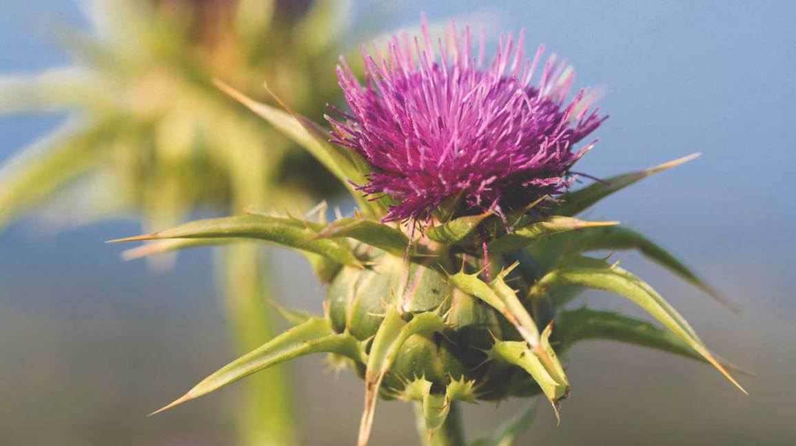 milk thistle seed extract, LIVER DETOXIFIER FORMULA 825 natural herbal blend 1B