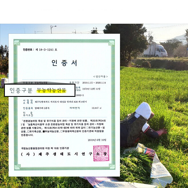 Korea Jeju Island Barley Grass Powder Juice Tea Detox 5.3oz/150g 제주 무농약 새싹보리가루