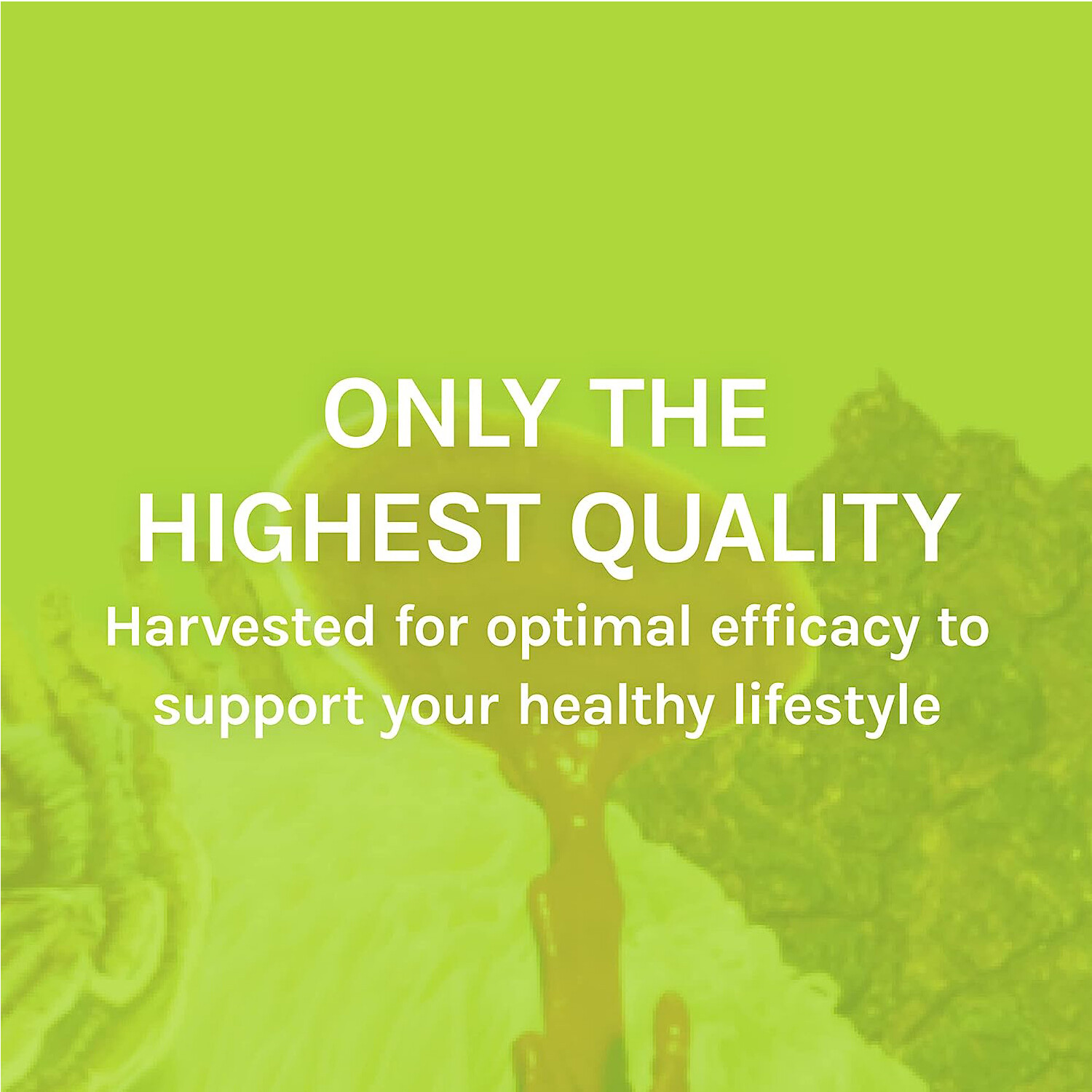 Host Defense, Maitake Extract, Mushroom Supplement, Plain, 1 Ounce