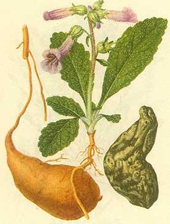 Rehmannia Root Cooked Powder | 4oz to 5lb | 100% Pure Natural Hand Crafted