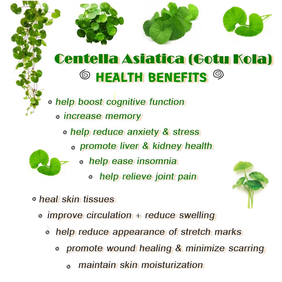 GOTULA CE_Cognitive Function_Varicose Veins_Ulcer_Hemorrhoids GIFFARINE 60Caps
