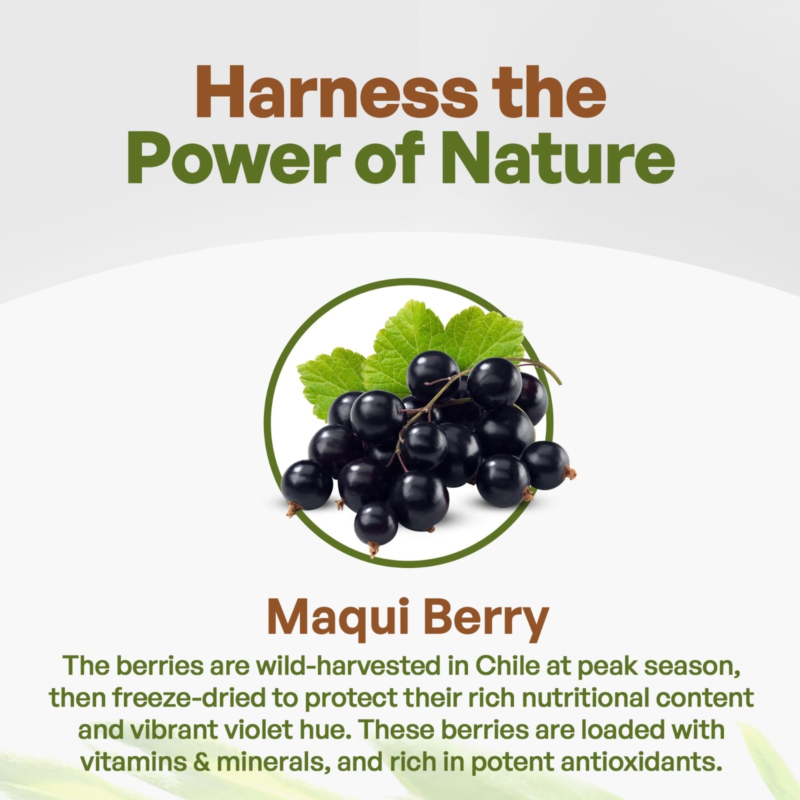 Maqui Berry Powder Organic Freeze-Dried 1 lb Superfood from Chile Maqui Powder