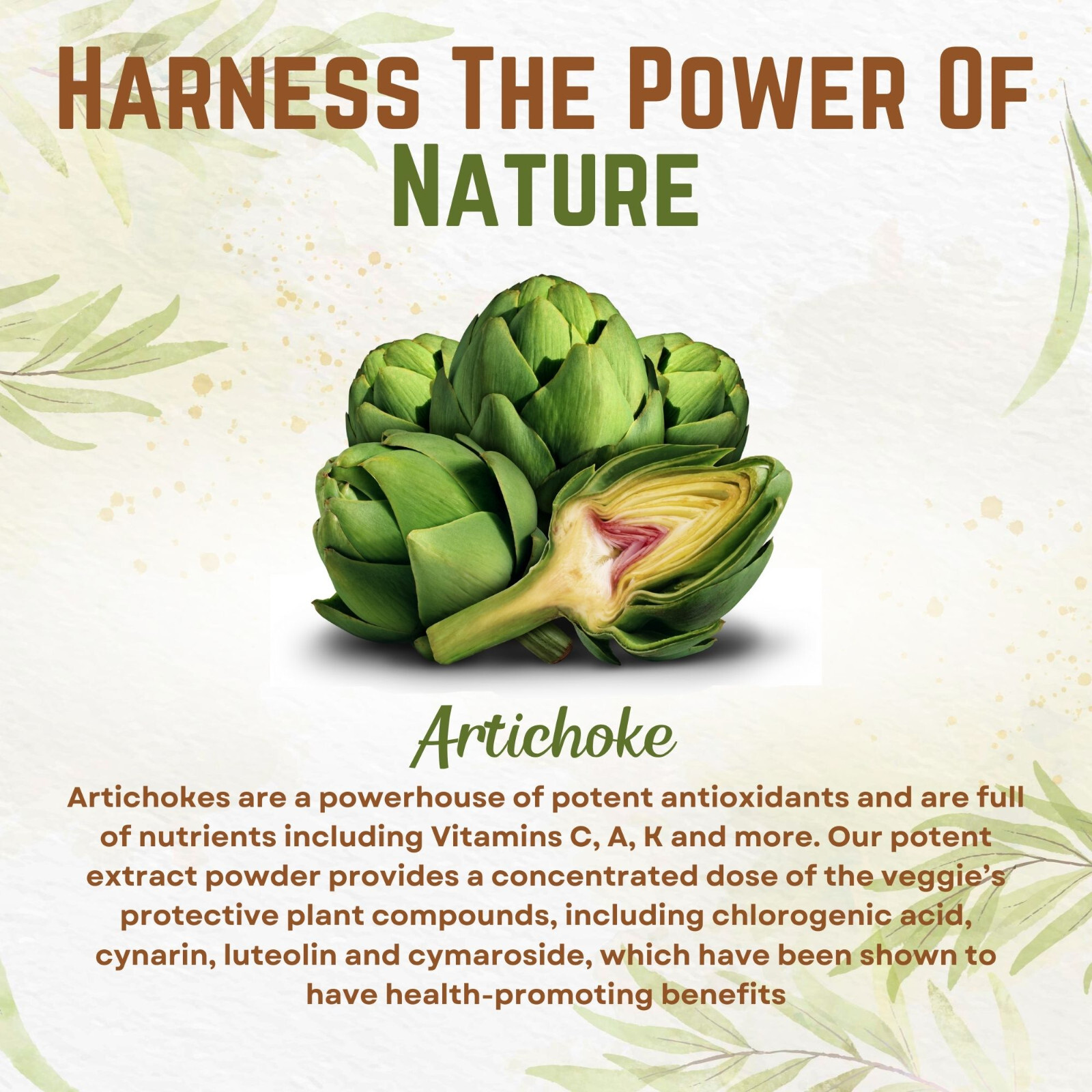 Artichoke Extract Powder Potent 5% Cynarin Artichoke Powder 4oz. Artichoke Leaf