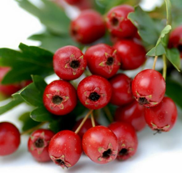 natural multivitamins – BLOOD PRESSURE SUPPORT – hawthorn berry extract pills 1B