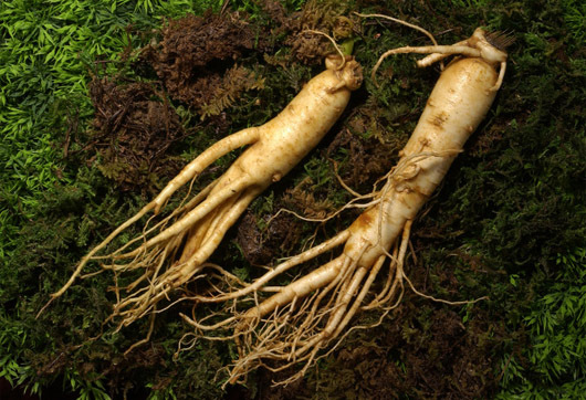 Energy Performance – KOREAN GINSENG – Reduces stress, Focus Support 1 Bottle