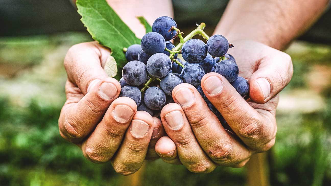 Acai extract – Antioxidant RESVERATROL – 3 B -resveratrol with super fruit blend