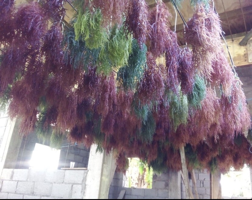 Sea Moss #Dr. Sebi Inspired St Lucia Wildcrafted #Vegan #Plant-Based #Alkaline